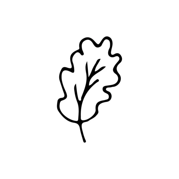 Doodle Oak Tree Leaf Icon Vector Hand Drawn Oak Tree — Stock Vector