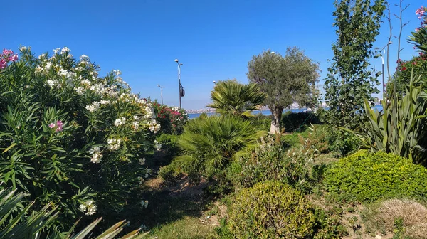 Jardín Verde Con Arbustos Florecientes Árboles Decorativos Bakú Boulevard Azerbaiyán — Foto de Stock