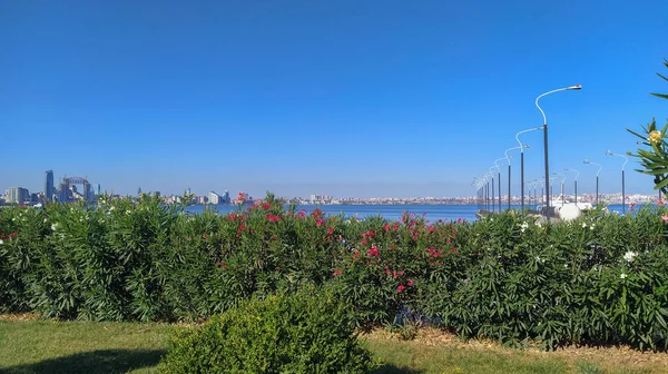 Grüner Garten Mit Blühenden Sträuchern Und Dekorativen Bäumen Baku Boulevard — Stockfoto