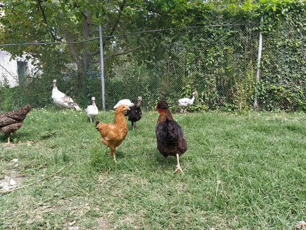 Gallina Caminando Sobre Hierba Pueblo —  Fotos de Stock