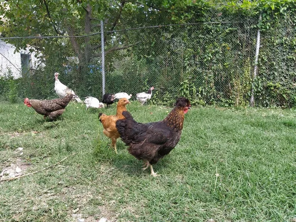 Hühner Auf Dem Gras Dorf — Stockfoto