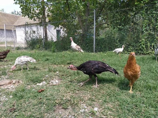 Poule Marchant Sur Herbe Dans Village — Photo