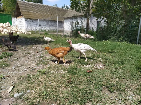 Курица Ходит Траве Деревне — стоковое фото