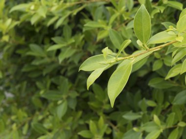 arka plan için yeşil yaprak dokusu