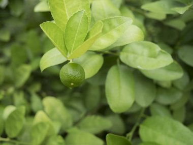 yeşil limon ağacına yumuşak odak