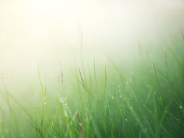 ROPS su sabah sis ile çim üstünde