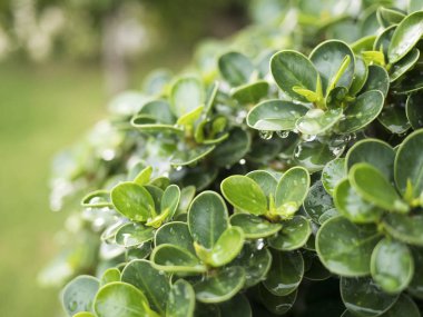 Sabah yeşil yapraklarda su damlaları