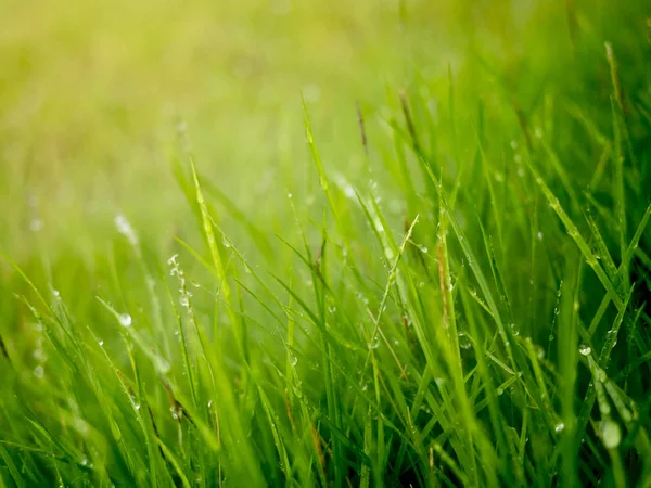 ROPS su sabah sis ile çim üstünde