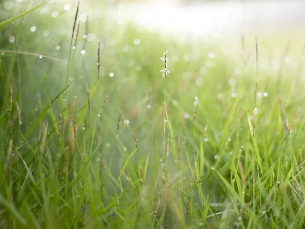 Rops Water Top Grass Morning Fog — Stock Photo, Image