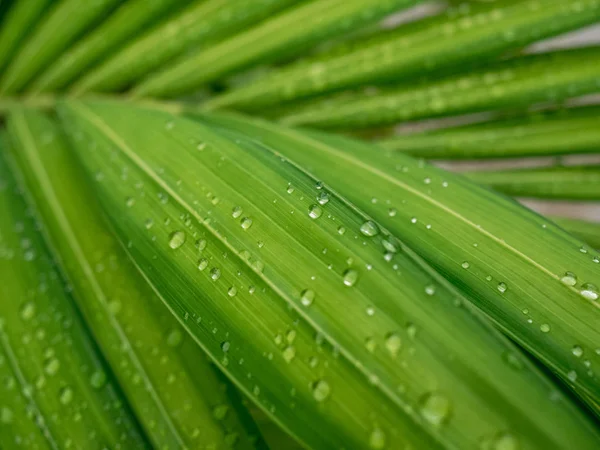 Вода Падає Зелене Листя Вранці — стокове фото