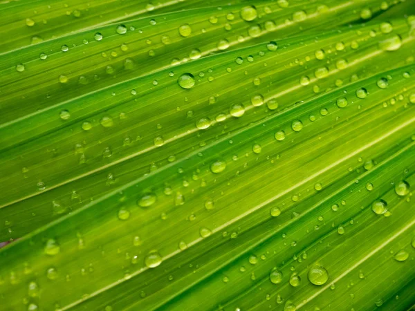 Gotas Água Nas Folhas Verdes Pela Manhã — Fotografia de Stock