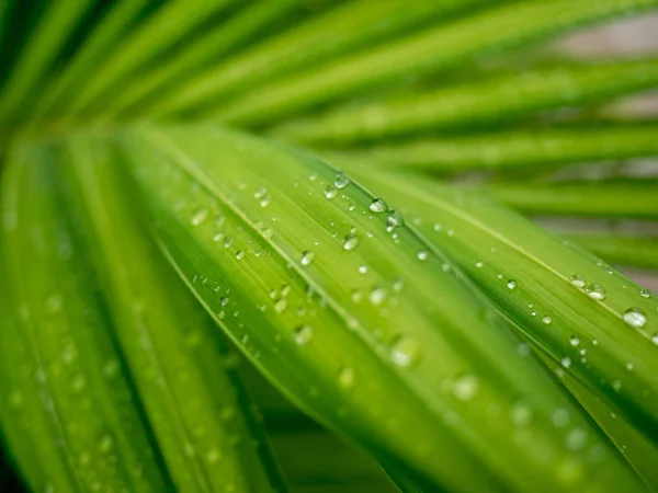Вода Падає Зелене Листя Вранці — стокове фото