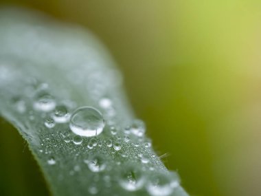 çimen yaprakları mevsimlik ve yumuşak odak güzel su damla