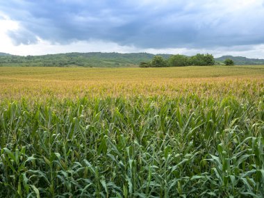 Mısır alan vinç çiçek