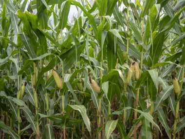 Mısır alan vinç çiçek