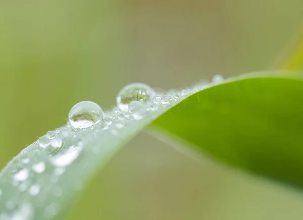 Gotas Água Bonitas Folhas Grama Foco Azul Macio — Fotografia de Stock