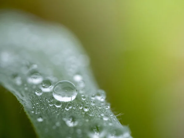 美丽的水滴在草叶只是被和柔软的焦点 — 图库照片