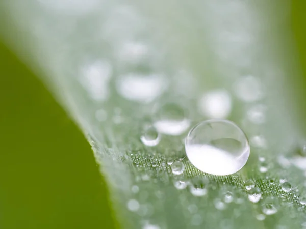 美丽的水滴在草叶只是被和柔软的焦点 — 图库照片