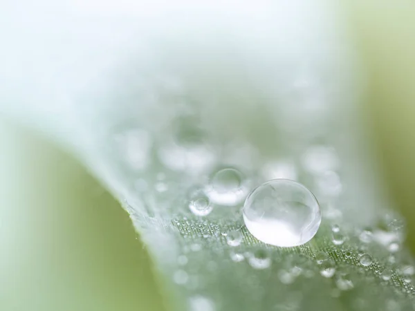 Gotas Água Bonitas Folhas Grama Foco Azul Macio — Fotografia de Stock