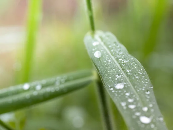 Gotas Água Bonitas Folhas Grama Foco Azul Macio — Fotografia de Stock