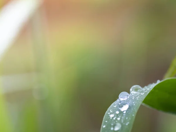 Gotas Água Bonitas Folhas Grama Foco Azul Macio — Fotografia de Stock