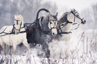 Karlı bir alanda koşan Rus troyka atları