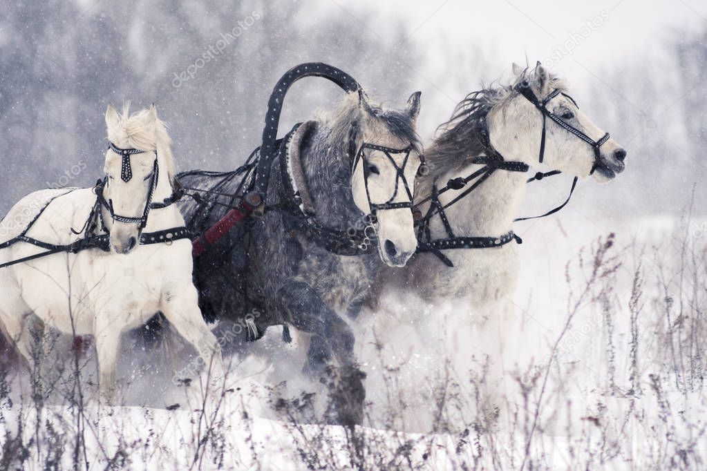 Russian troika horses running on a snowy field
