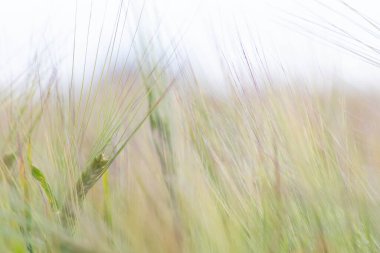Kışın yeşil kulakları