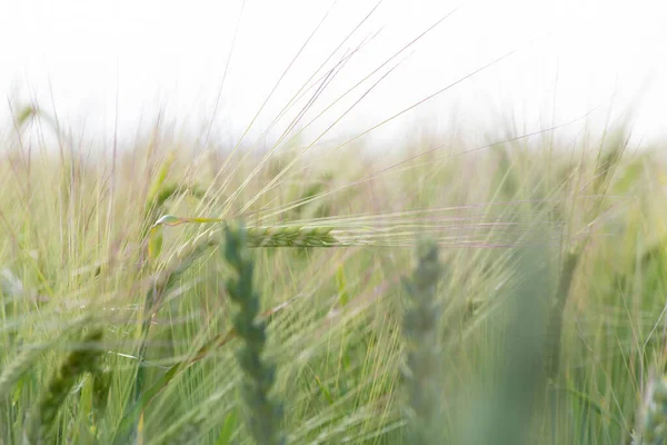 Green Ears Winter Wheat — Stock Photo, Image