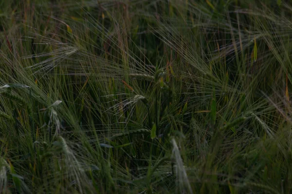 Orelhas Trigo Verde Não Maduro — Fotografia de Stock