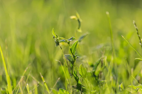 Bright Green Grass Early Summer — Stock Photo, Image