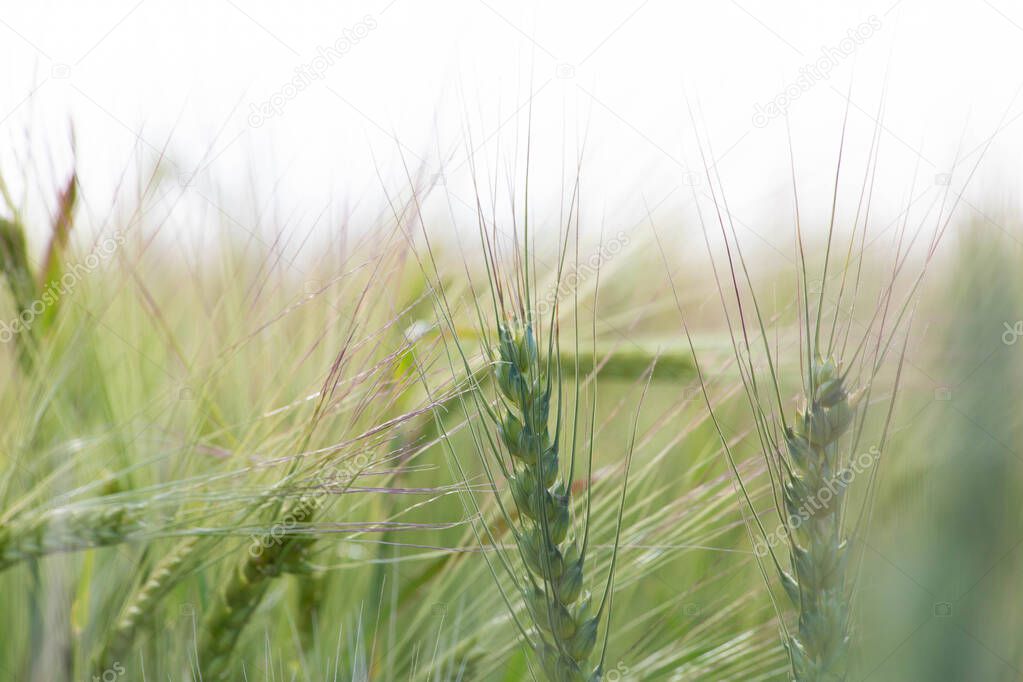green ears of winter wheat