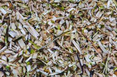 Taze ahşap parçalarının dokusu