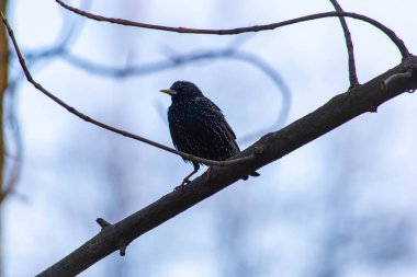 Sığırcık bir dala oturur