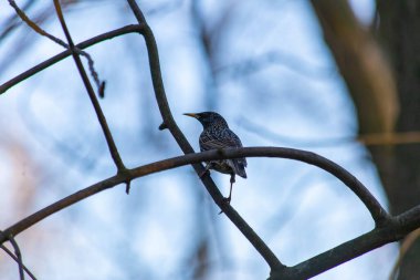 Sığırcık bir dala oturur
