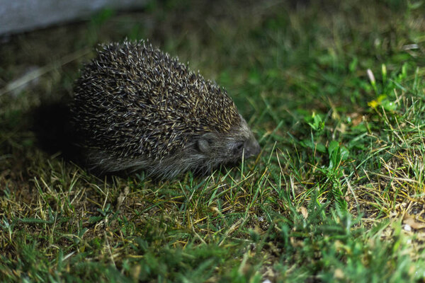 hedgehog in the grass at night