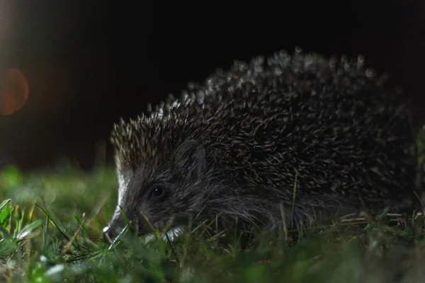 Hedgehog Grass Night — Stock Photo, Image