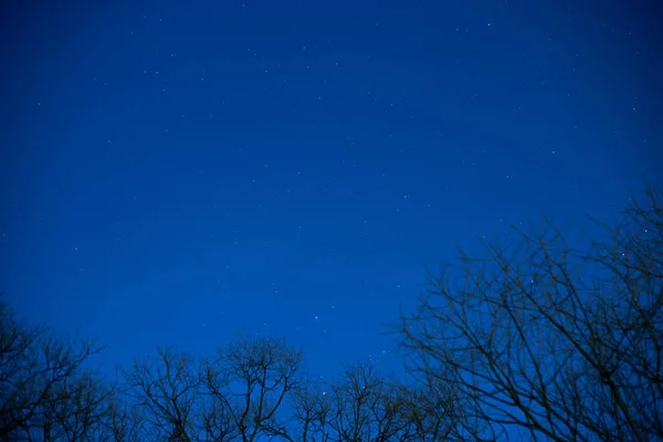 Ночное Звездное Небо Сквозь Деревья — стоковое фото