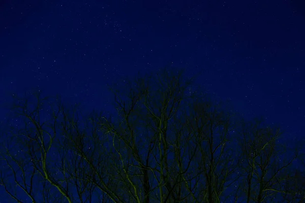 Ciel Étoilé Nocturne Travers Les Arbres — Photo