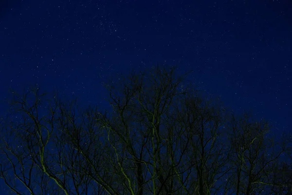 Natt Stjärnklar Himmel Genom Träden — Stockfoto