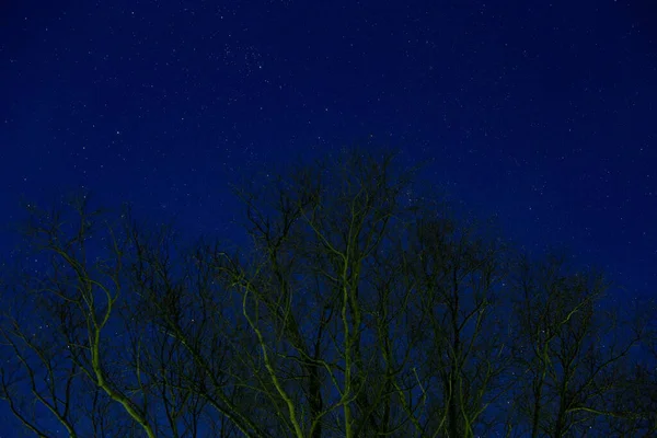 Ночное Звездное Небо Сквозь Деревья — стоковое фото