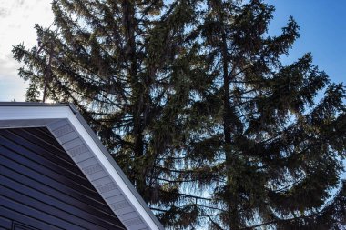 Evin çatısında ağaçların arkasında.