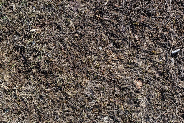 Texture Spring Dirty Land — Stock Photo, Image