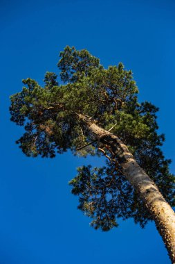 İlkbaharda ormanda çamlar