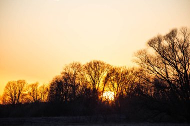 portakal rengi günbatımı ağaçların arasında