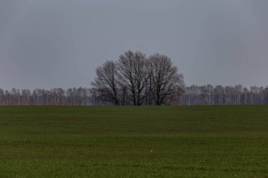 Yeşil bir tarlanın ortasındaki ağaç