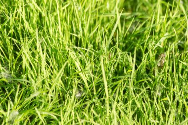 Parlak yeşil çimlerin biçilmiş dokusu