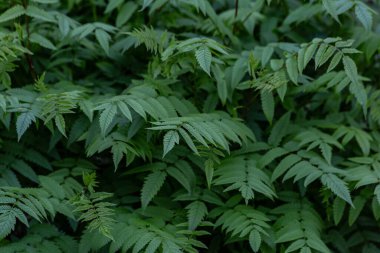 Yazın yeşil bitki dokusu