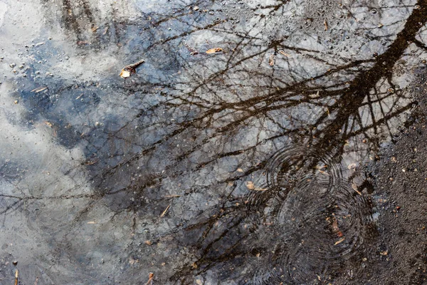 Reflection Tree Puddle — Stock Photo, Image