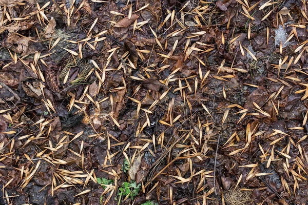 Autumn Leaves Ground — Stock Photo, Image